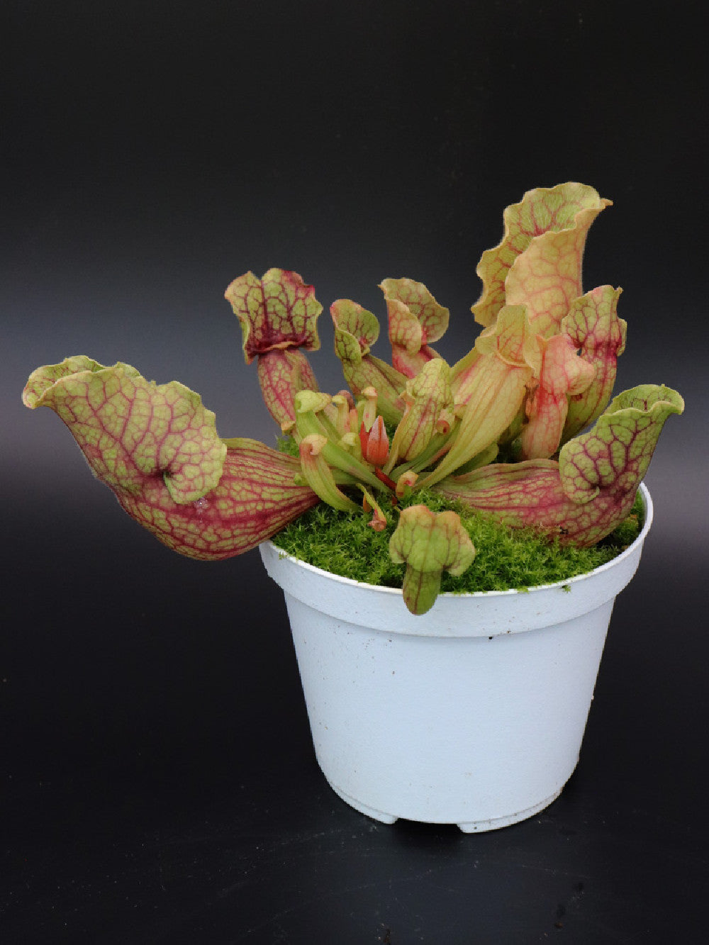 Sarracenia purpurea ssp. venosa "Giant" PV2 GC x SELF