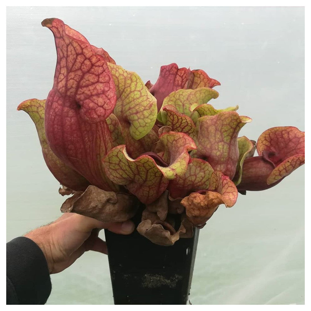 Sarracenia purpurea ssp. venosa "Giant" PV2 GC x SELF