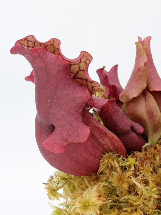 Sarracenia purpurea ssp. venosa " Ruffled"