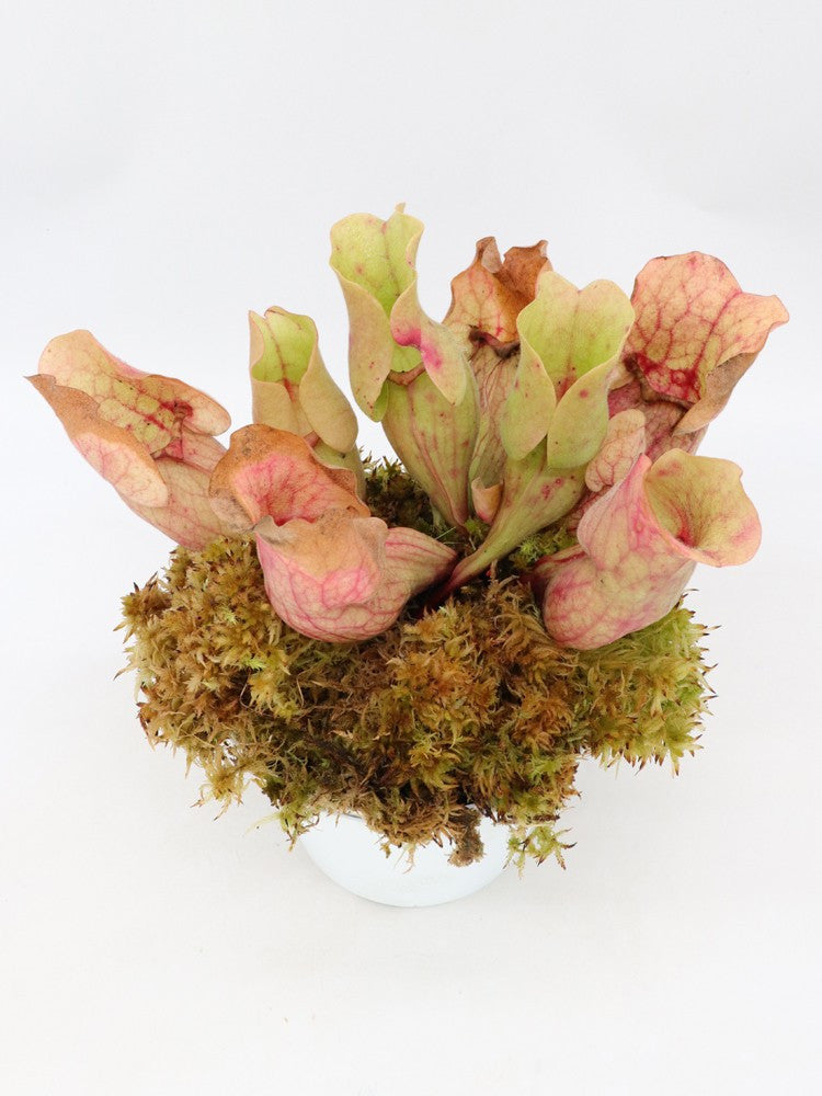 Sarracenia purpurea ssp. venosa " Shy "