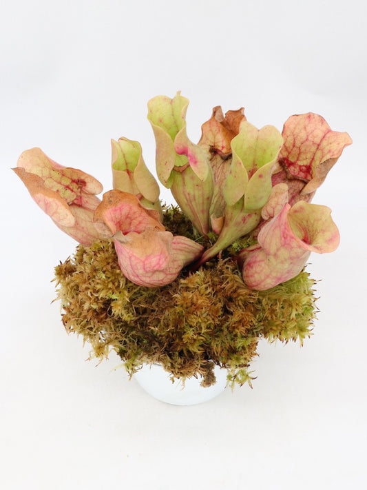 Sarracenia purpurea ssp. venosa " Shy "