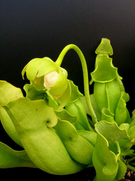 Sarracenia purpurea ssp. venosa f. heterophylla