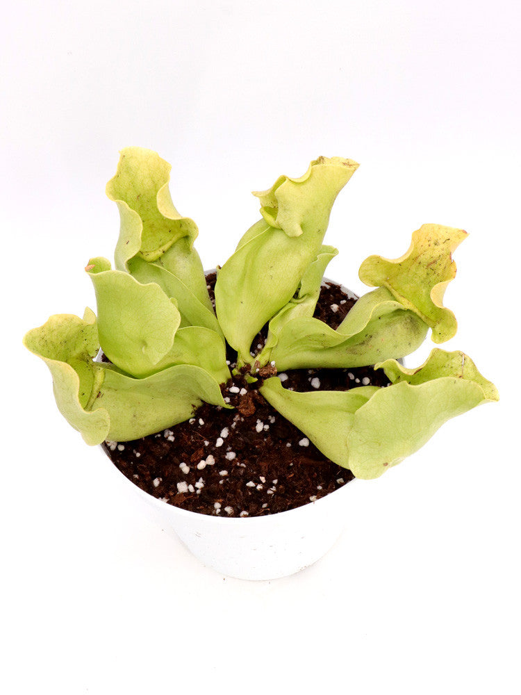Sarracenia purpurea ssp. venosa f. pallidiflora