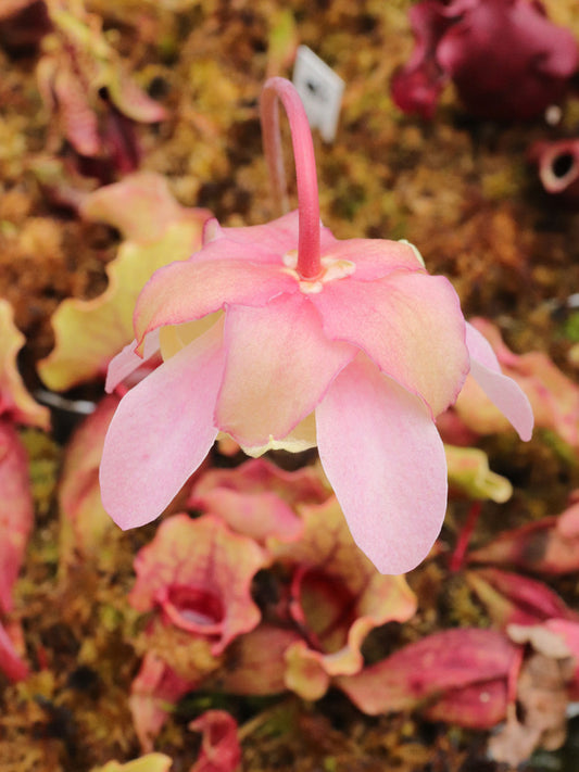 Sarracenia purpurea ssp. venosa var. burkii  "Completely veinless"
