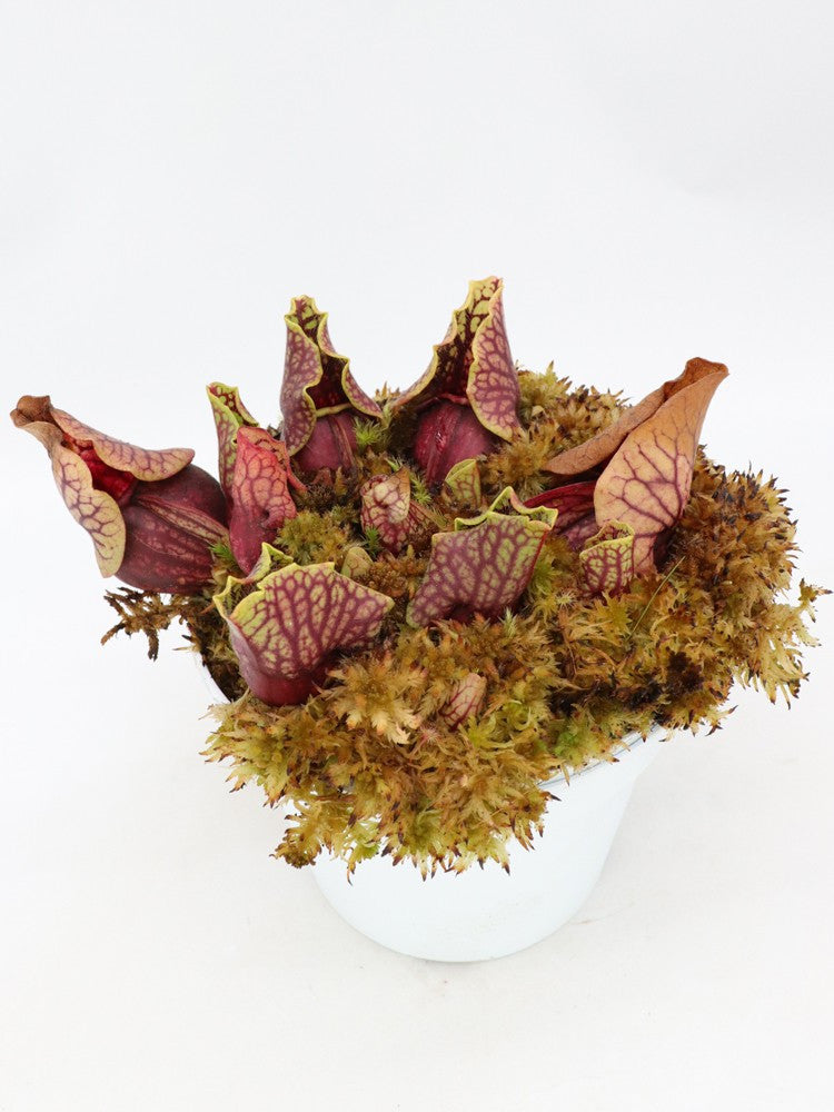 Sarracenia purpurea ssp. venosa var. montana