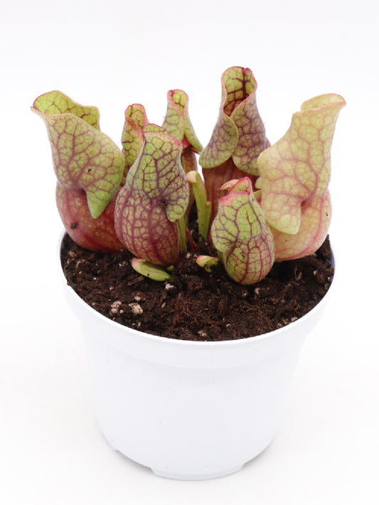 Sarracenia purpurea ssp. venosa var. montana (Denmark)