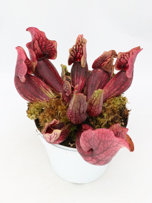 Sarracenia purpurea ssp. venosa var. montana  MK USA