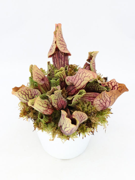 Sarracenia purpurea ssp. venosa var. montana  RVL