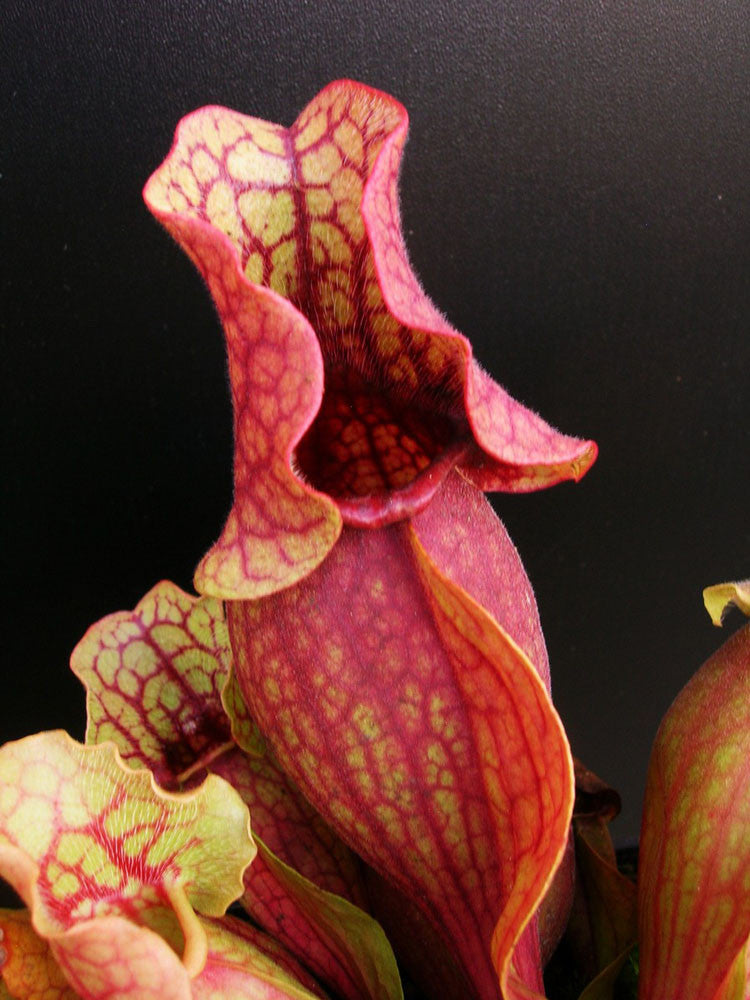 Sarracenia rosea  Walton County