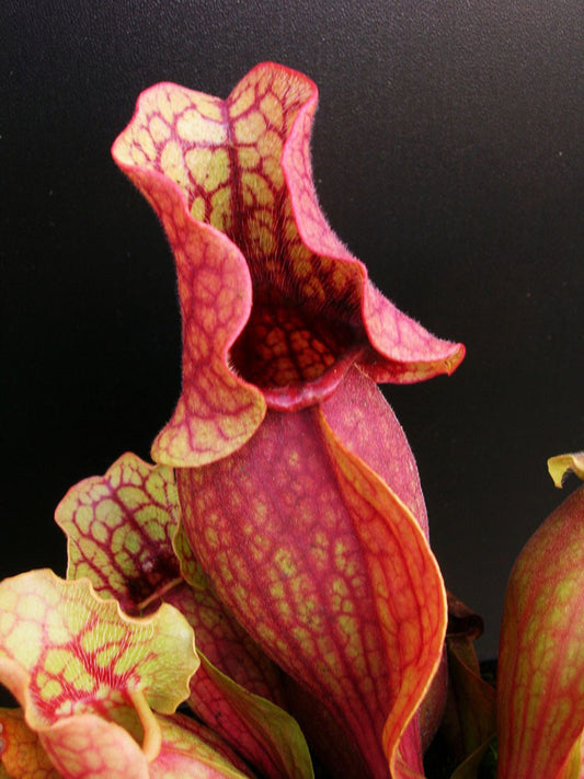 Sarracenia rosea  Walton County