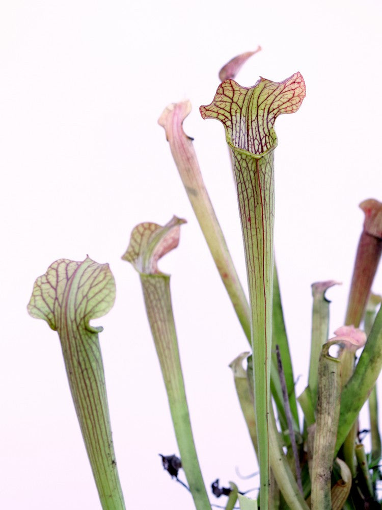 Sarracenia rubra , Citronelle  AL.