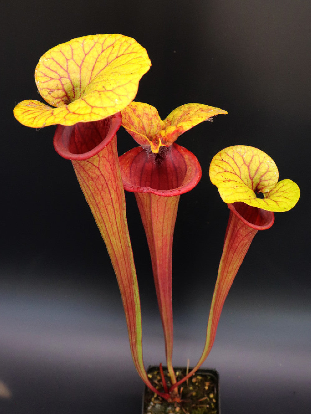Sarracenia rubricorpora " Golden Lid"  Different Seedgrow plant