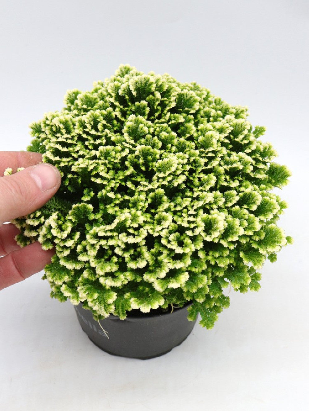 Selaginella martensii 'Jori Compact'
