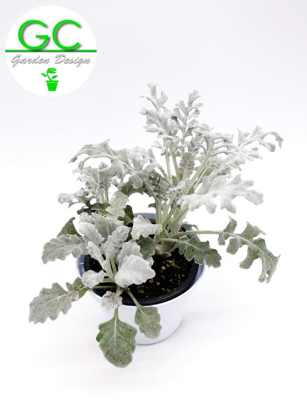 Senecio maritimus - Cineraria