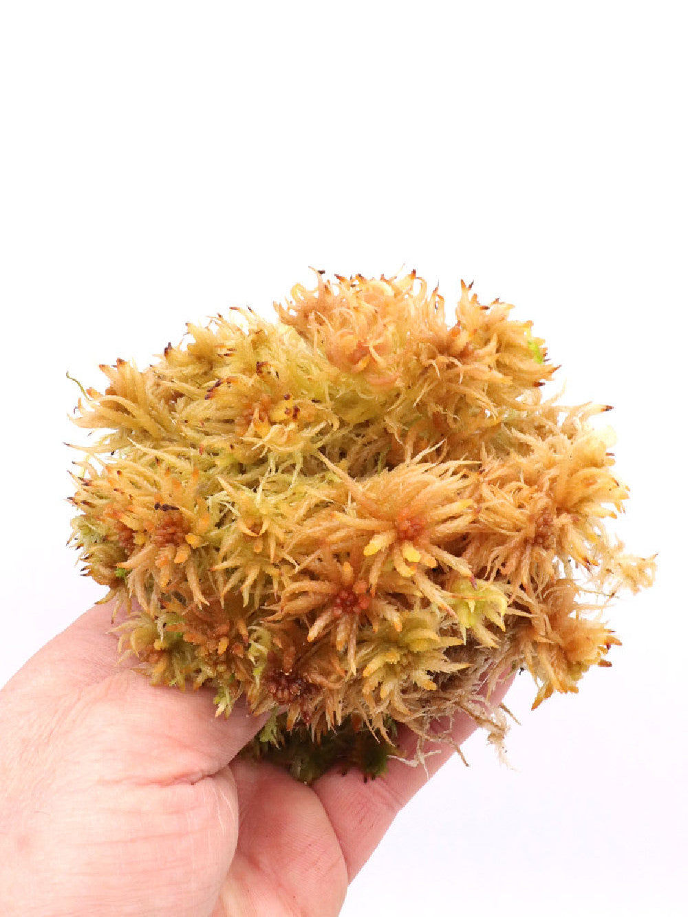 Sfagno vivo "Gold" Fibra grossa