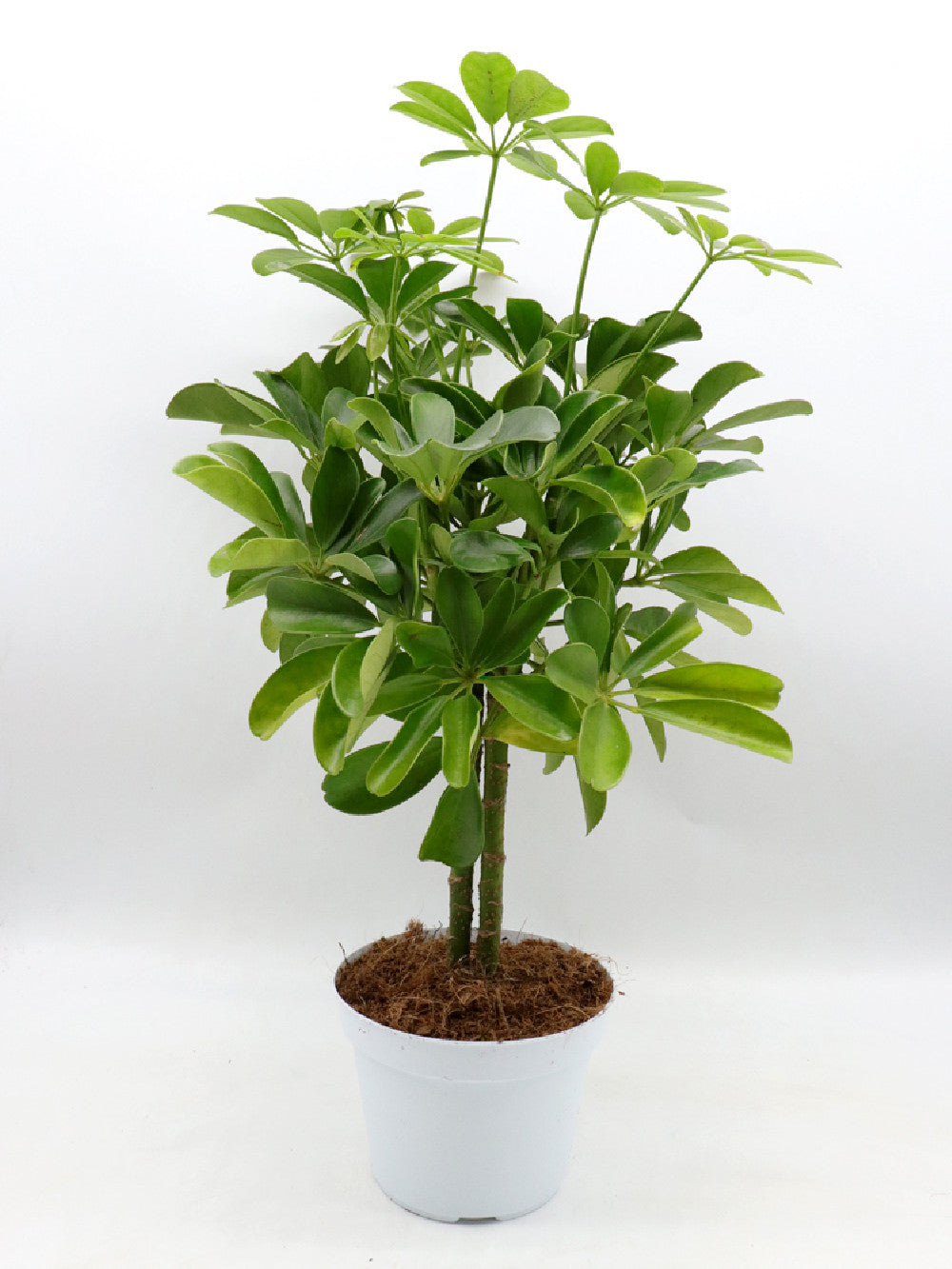 Shefflera a tronchetto