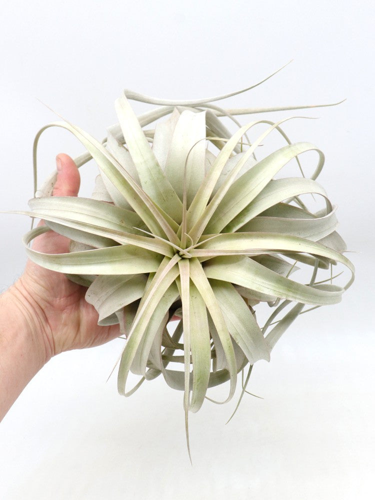 TILLANDSIA XEROGRAPHICA