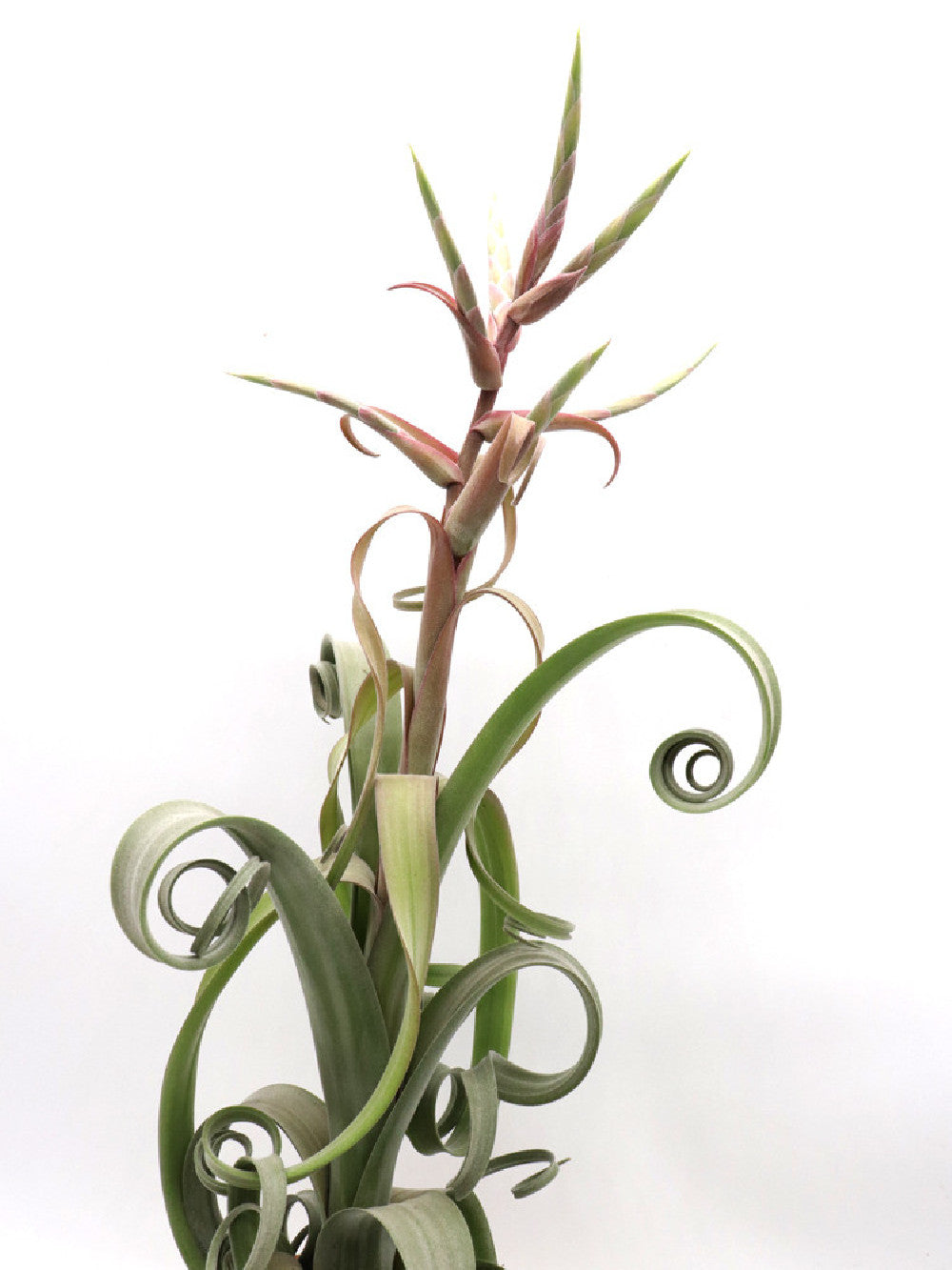 Tillandsia curly M SIZE
