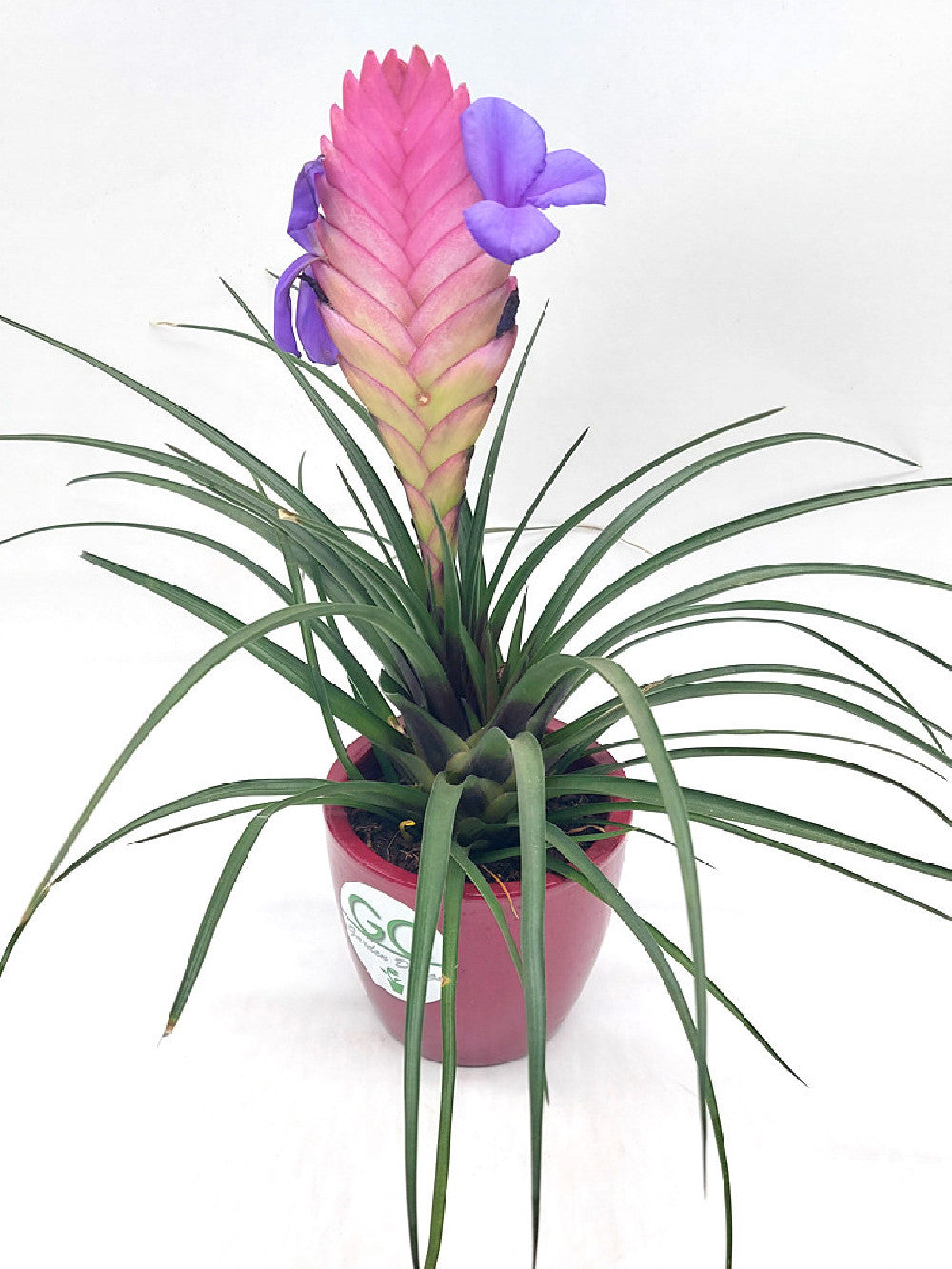 Tillandsia cyanea 'Anita'
