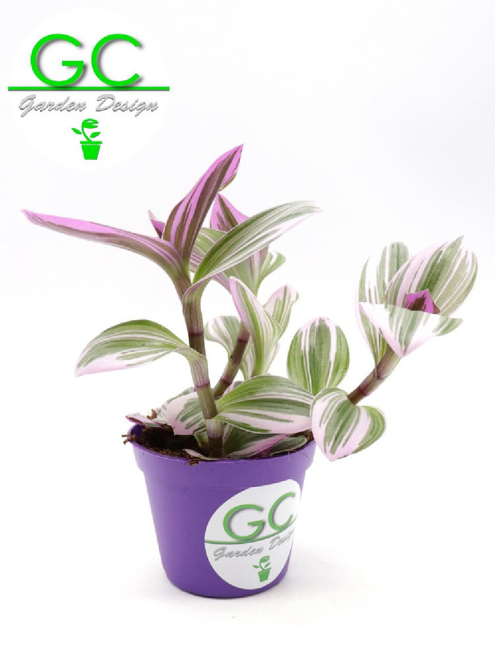 Tradescantia albiflora “Nanouk”