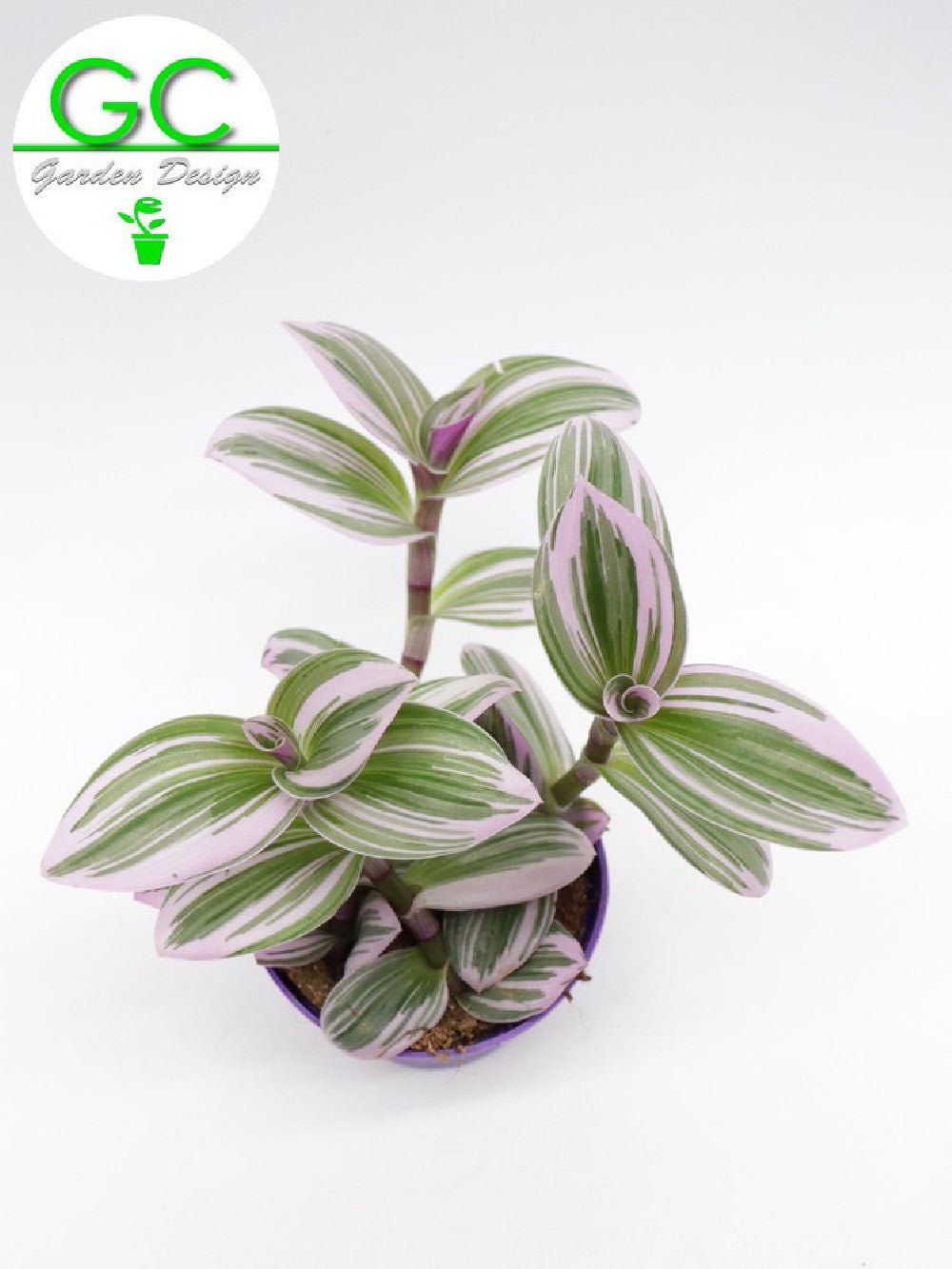 Tradescantia albiflora “Nanouk”