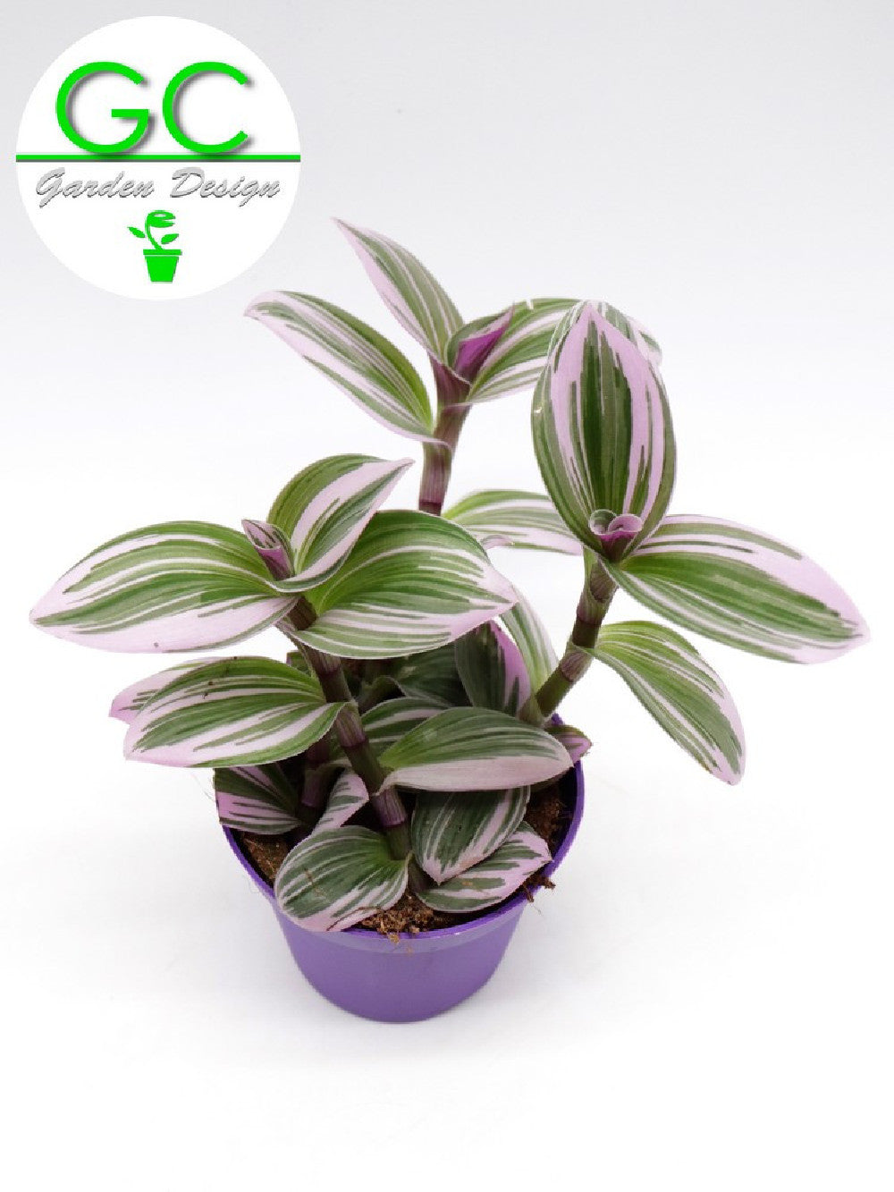 Tradescantia albiflora “Nanouk”