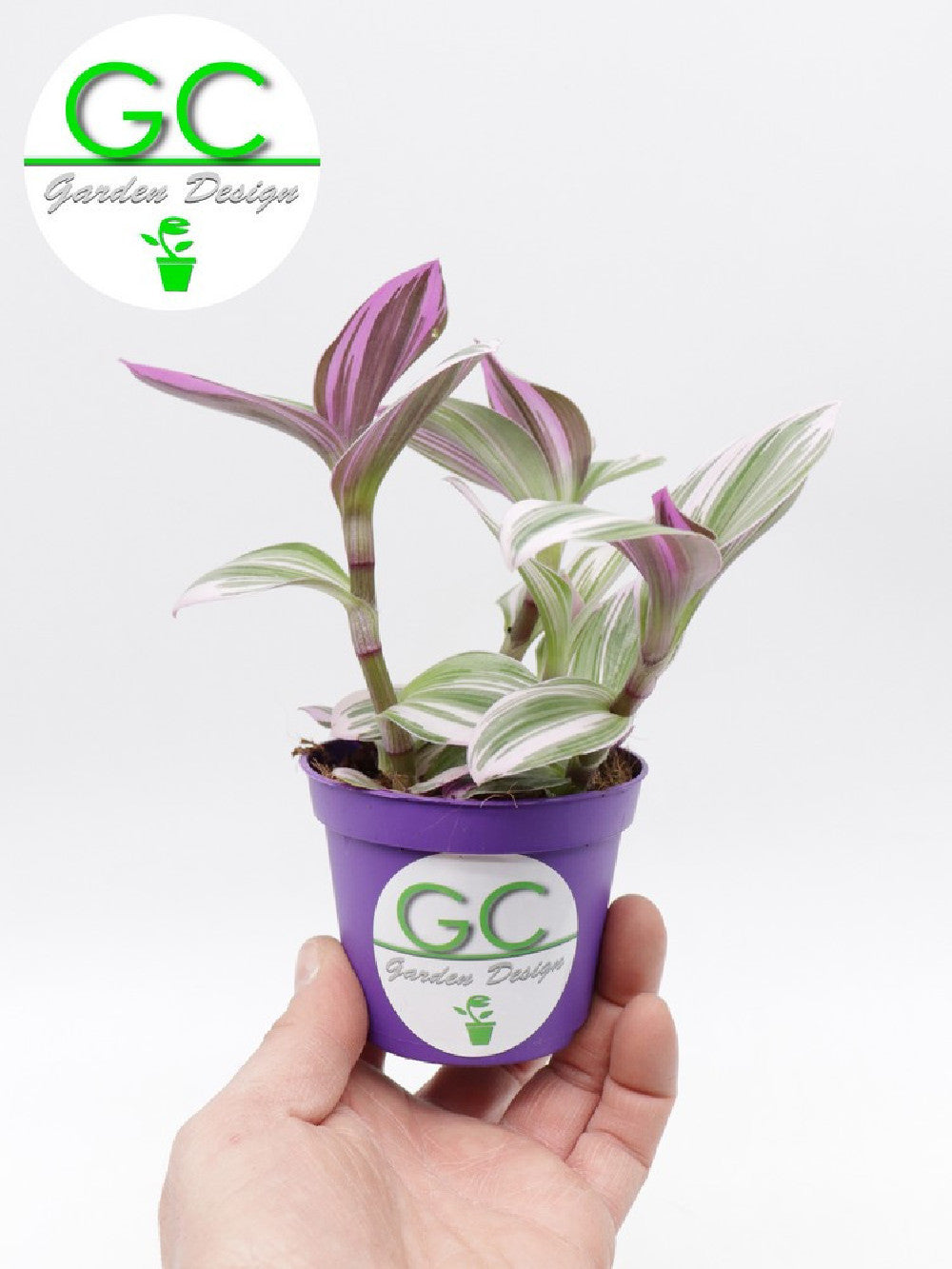 Tradescantia albiflora “Nanouk”