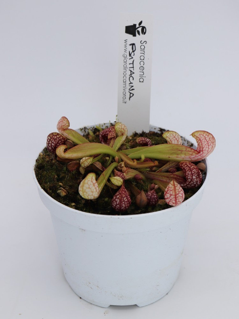 Tris carnivoro - sarracenia psittacina