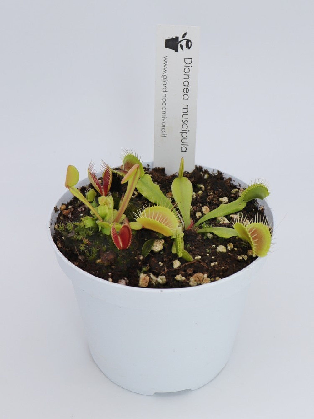 Tris carnivoro - sarracenia psittacina