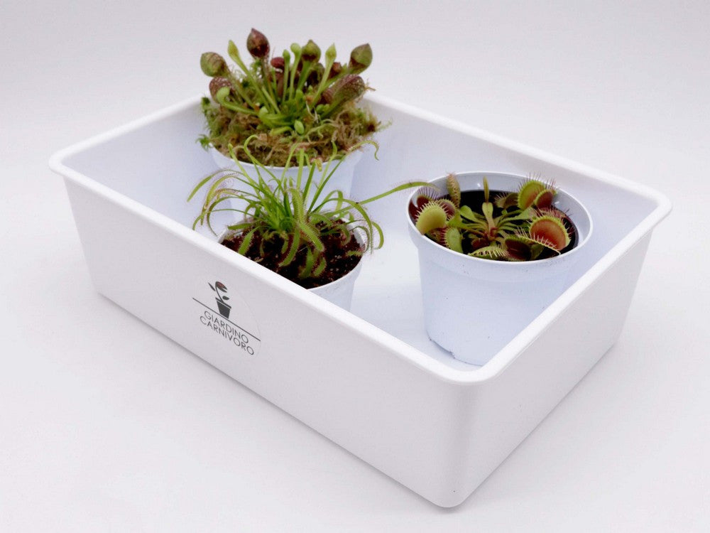 Tris carnivoro - sarracenia psittacina