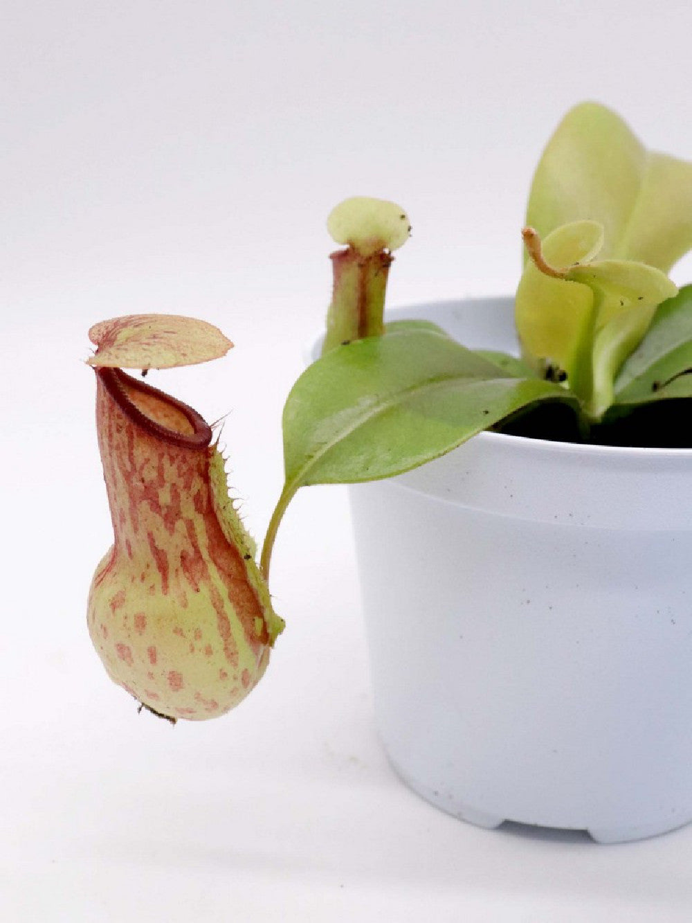 Tris carnivoro Nepenthes "Gaya"