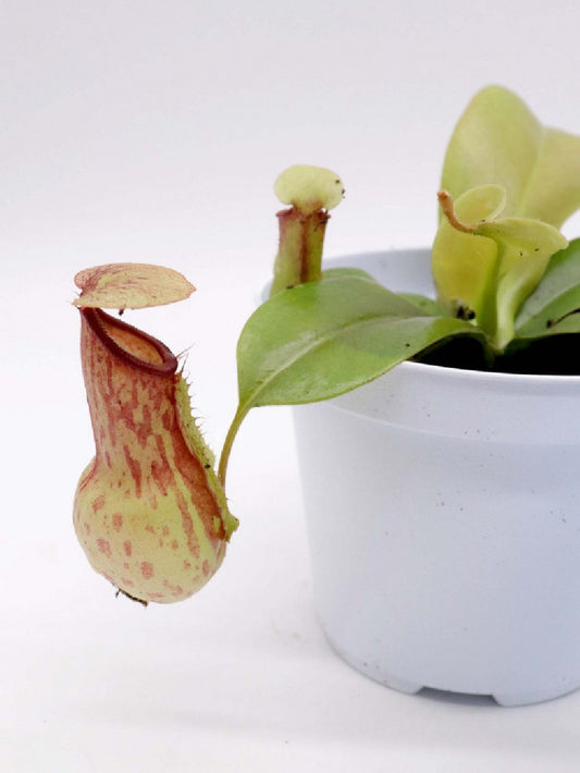 Tris carnivoro Nepenthes "Gaya"