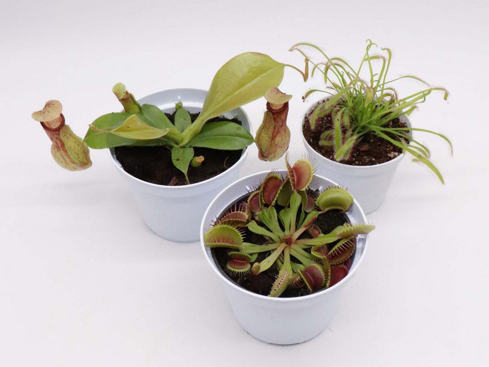 Tris carnivoro Nepenthes "Gaya"