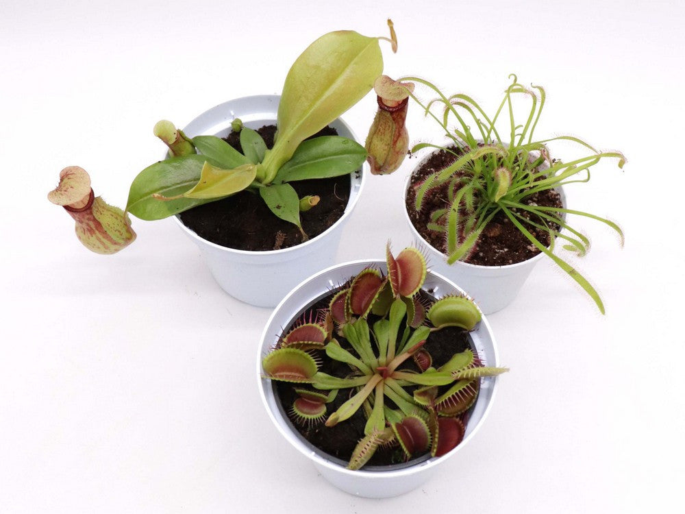 Tris carnivoro Nepenthes "Gaya"