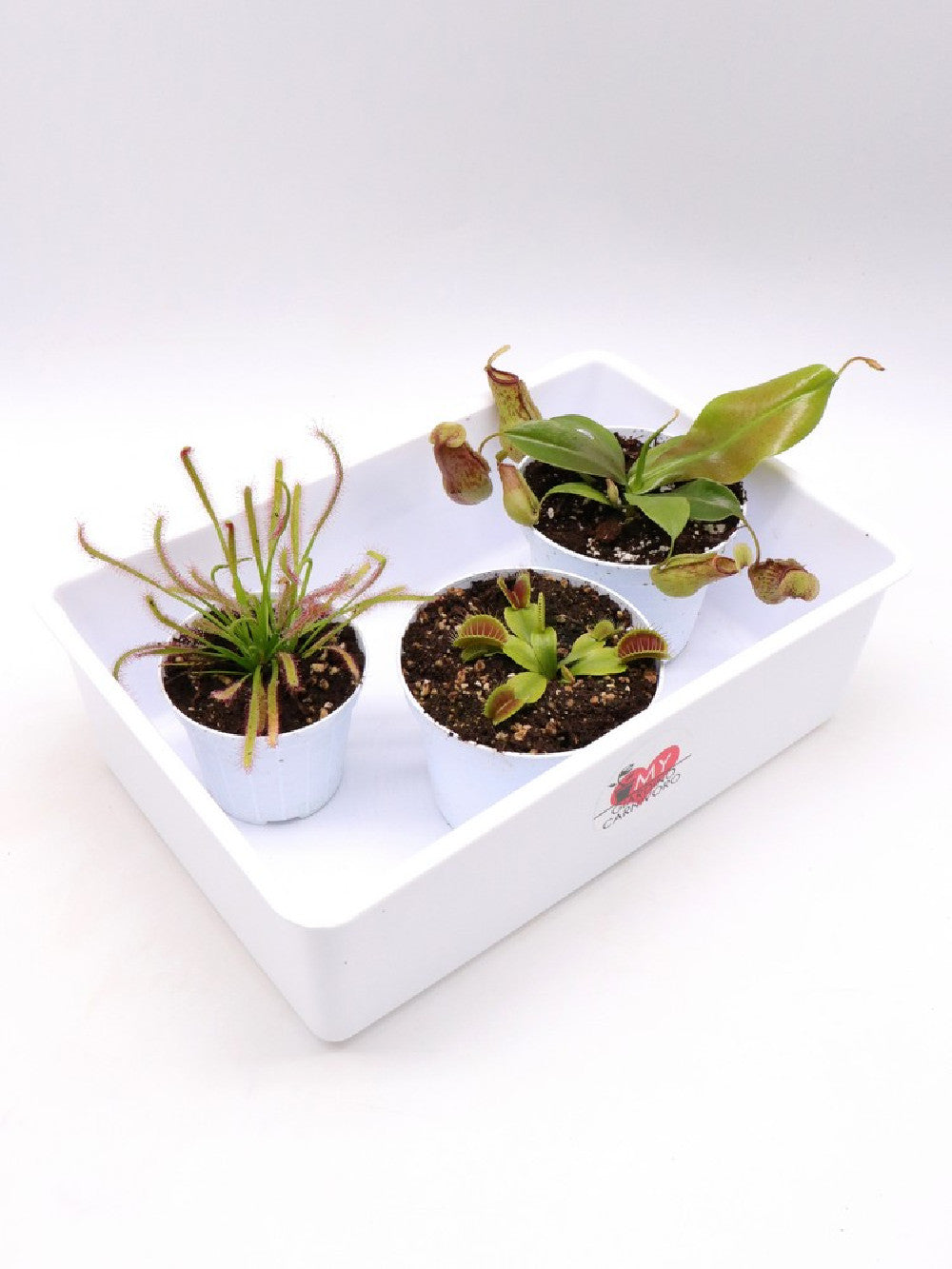 Tris carnivoro Nepenthes "Gaya"