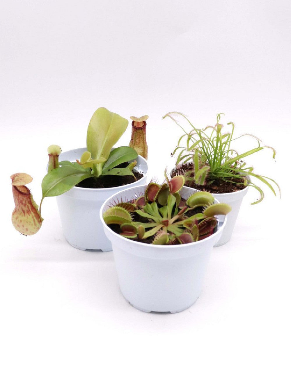 Tris carnivoro Nepenthes "Gaya"