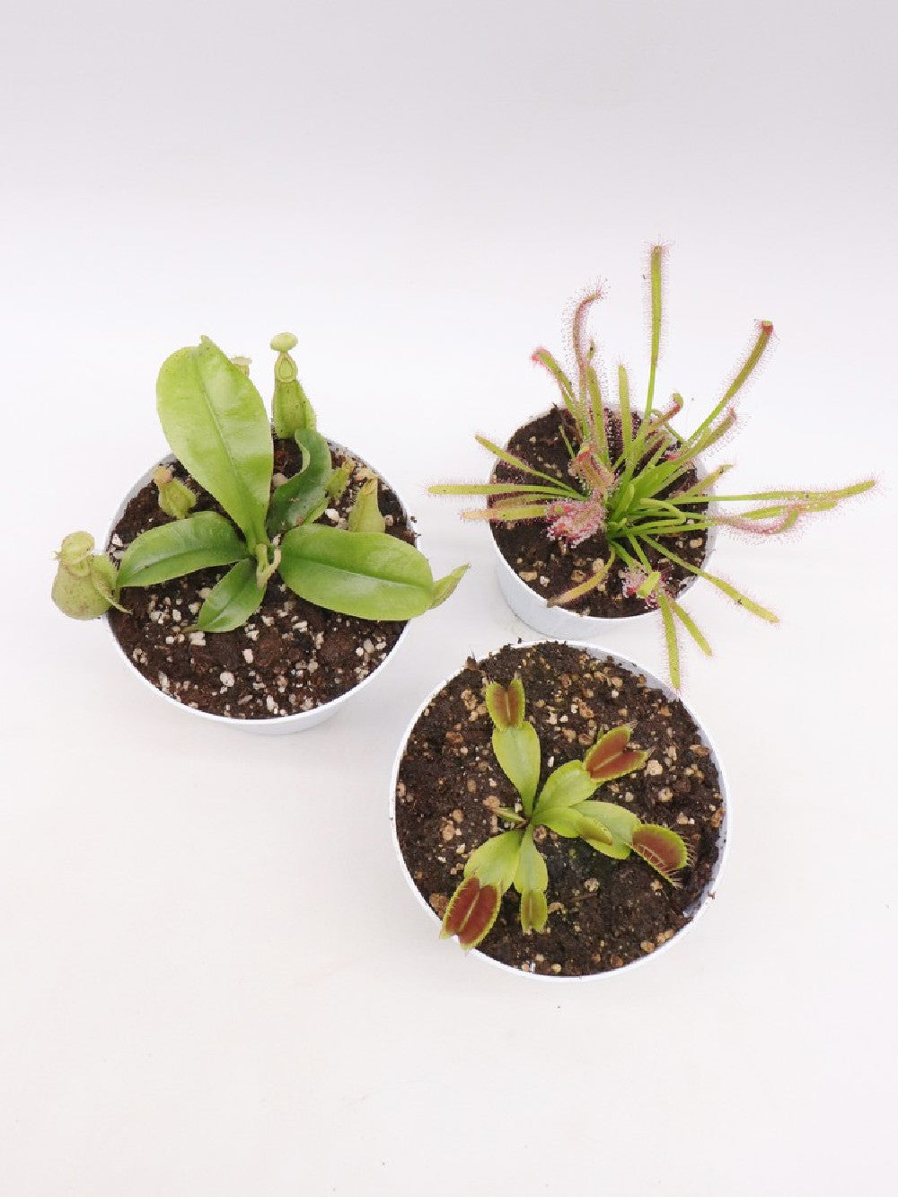 Tris carnivoro Nepenthes "Hookeriana"