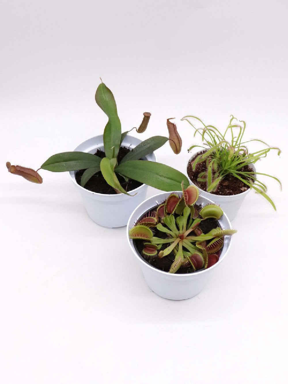 Tris carnivoro Nepenthes "Rebecca soper"