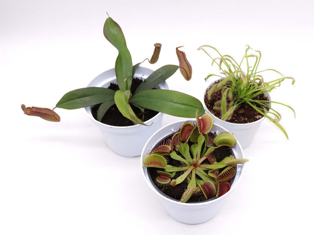 Tris carnivoro Nepenthes "Rebecca soper"