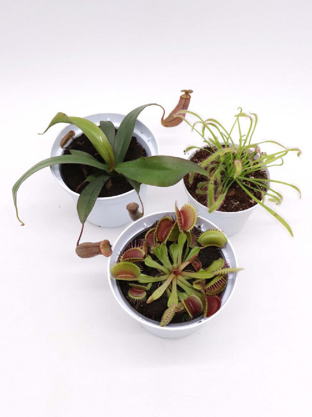 Tris carnivoro Nepenthes "Rebecca soper"