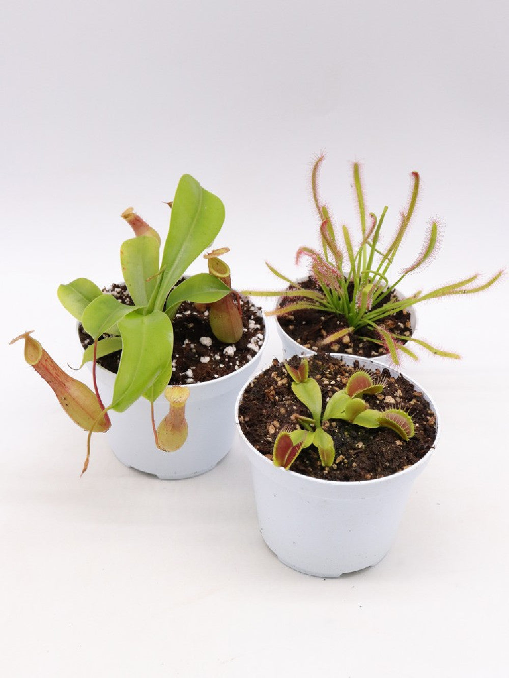 Tris carnivoro Nepenthes x "Ventrata"