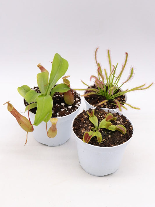 Tris carnivoro Nepenthes x "Ventrata"