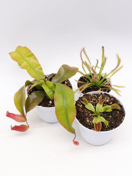 Tris carnivoro  Nepenthes "Bloody mary"