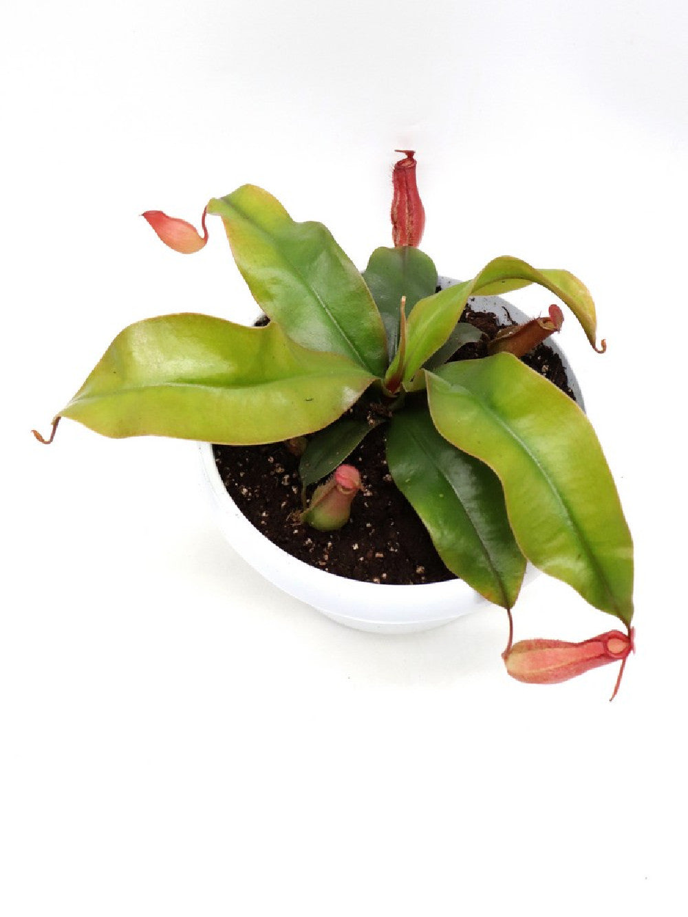 Tris carnivoro Nepenthes "Bloody mary"