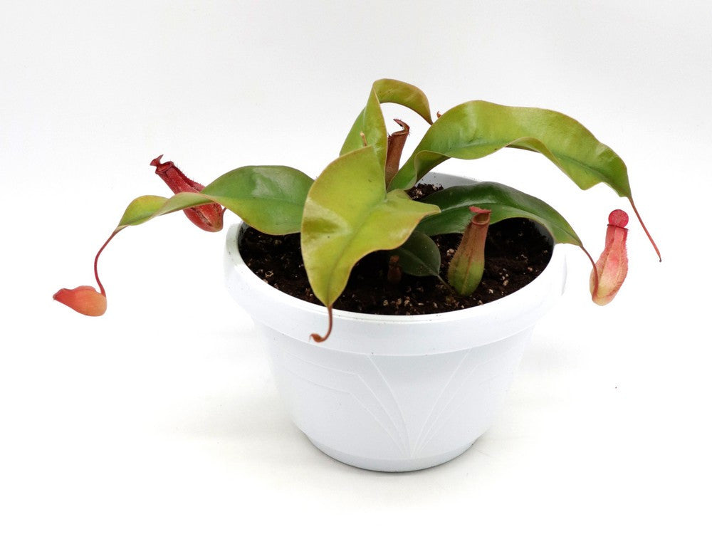 Tris carnivoro Nepenthes "Bloody mary"