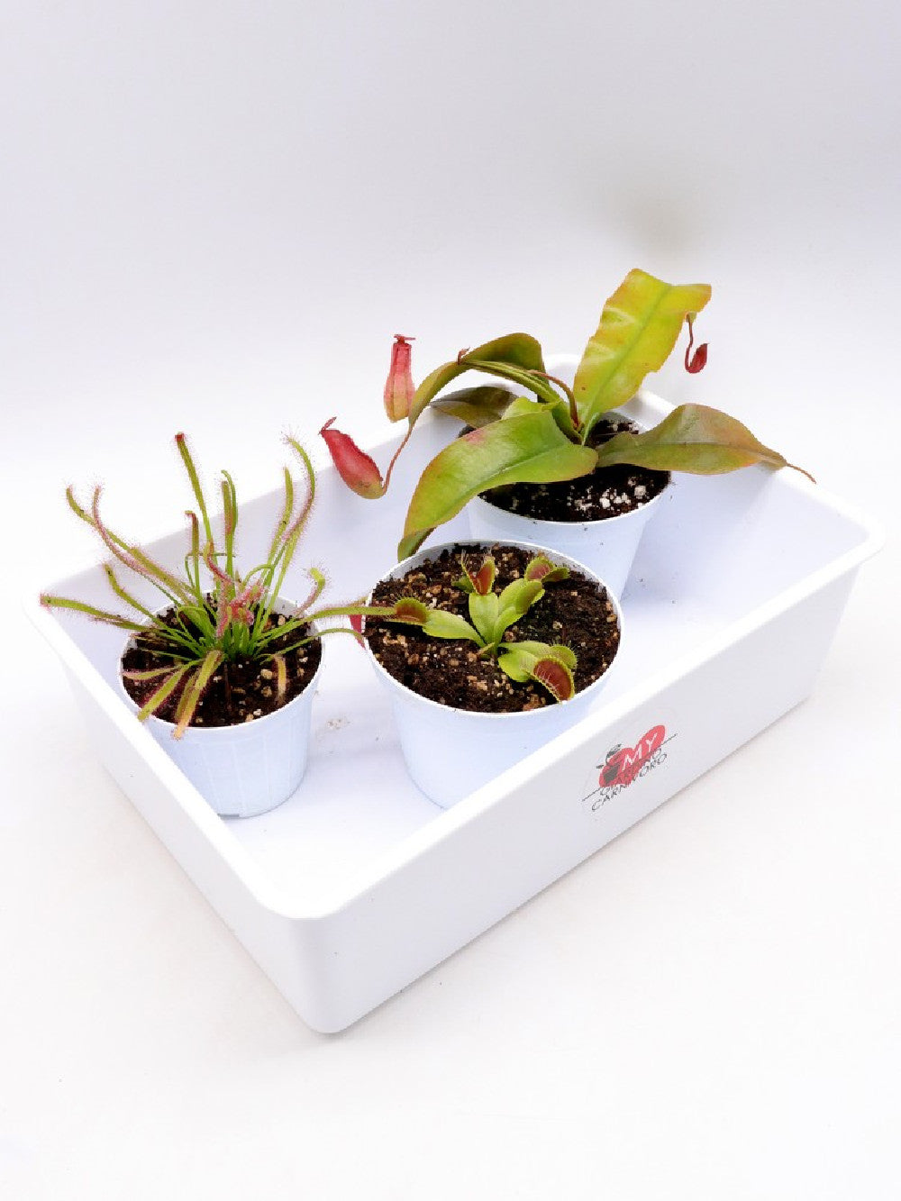 Tris carnivoro Nepenthes "Bloody mary"