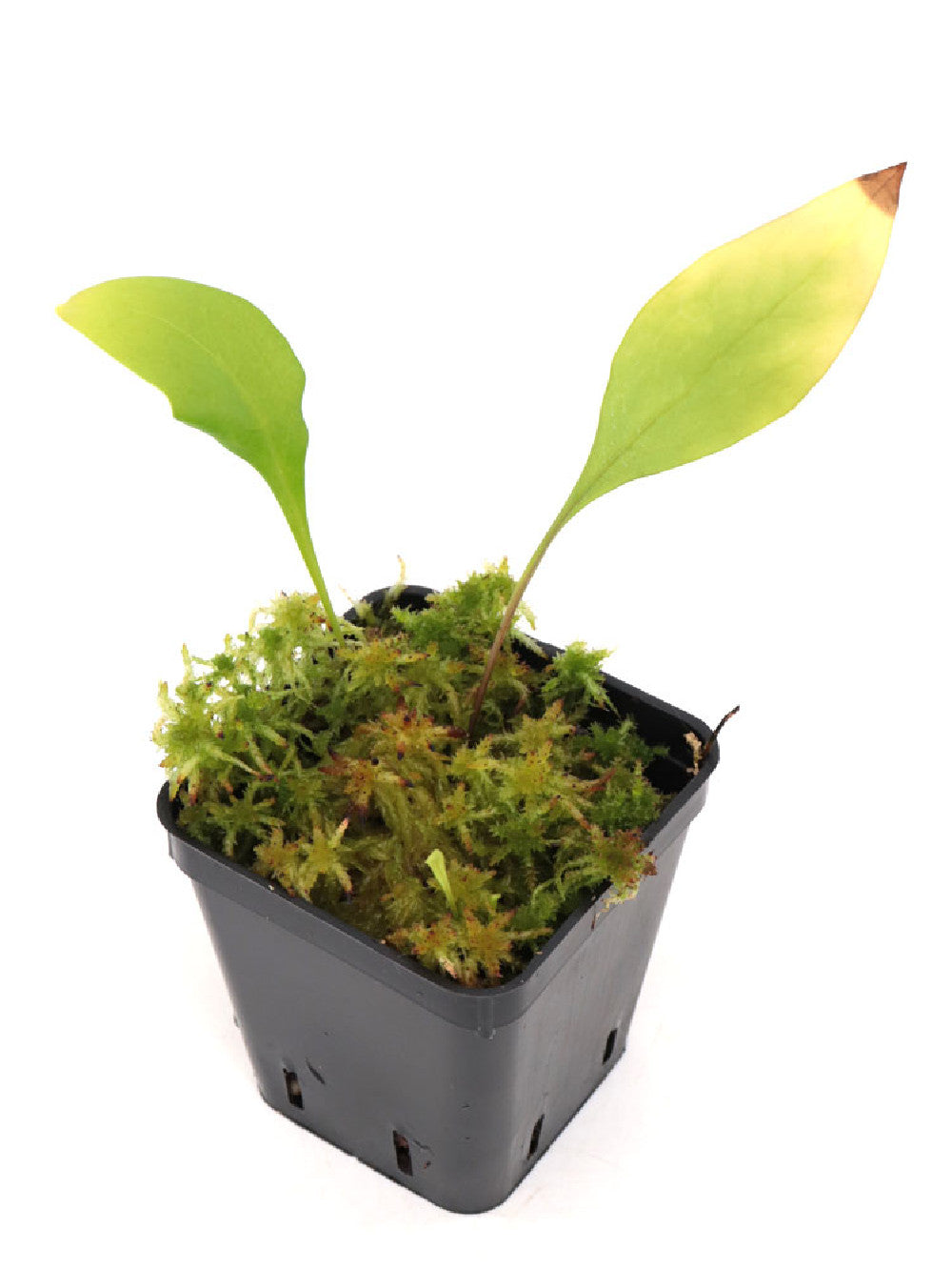 Utricularia alpina x endresii