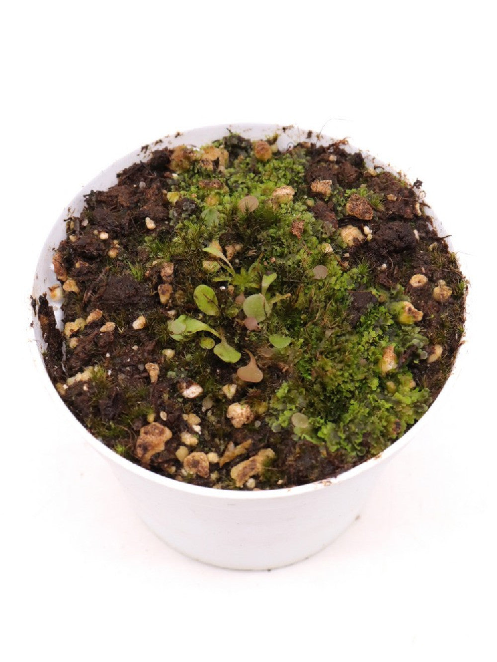 Utricularia amethystina