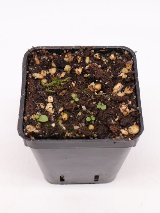 Utricularia appendiculata , Swaziland, Africa