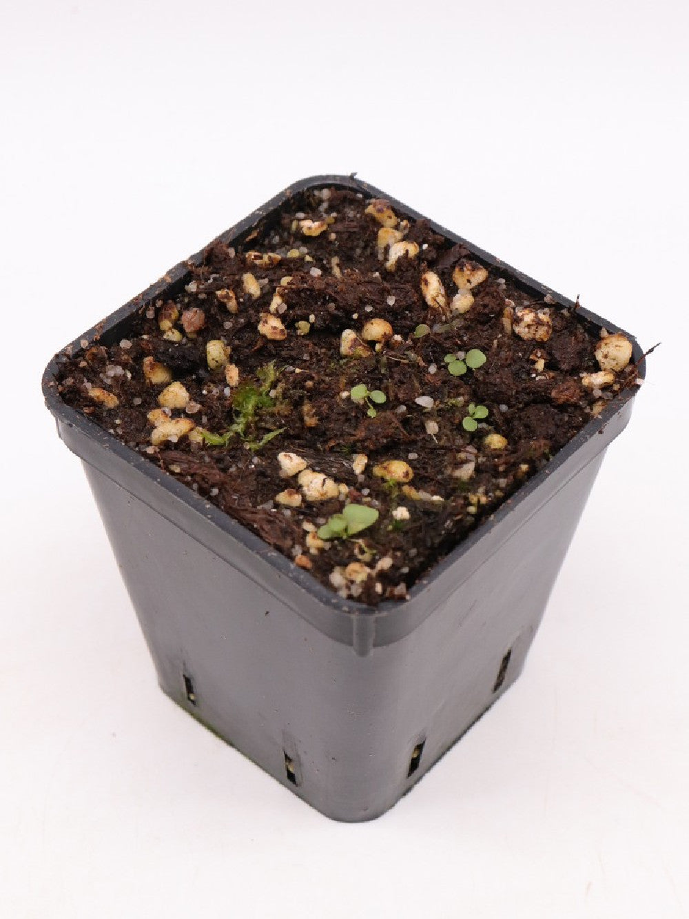 Utricularia appendiculata , Swaziland, Africa